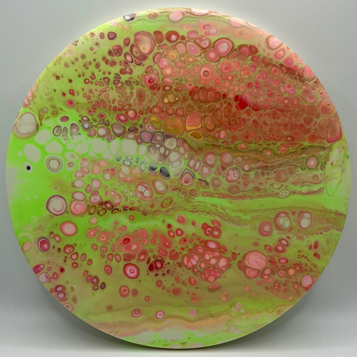 Dolfin Dyed Innova Star Gator